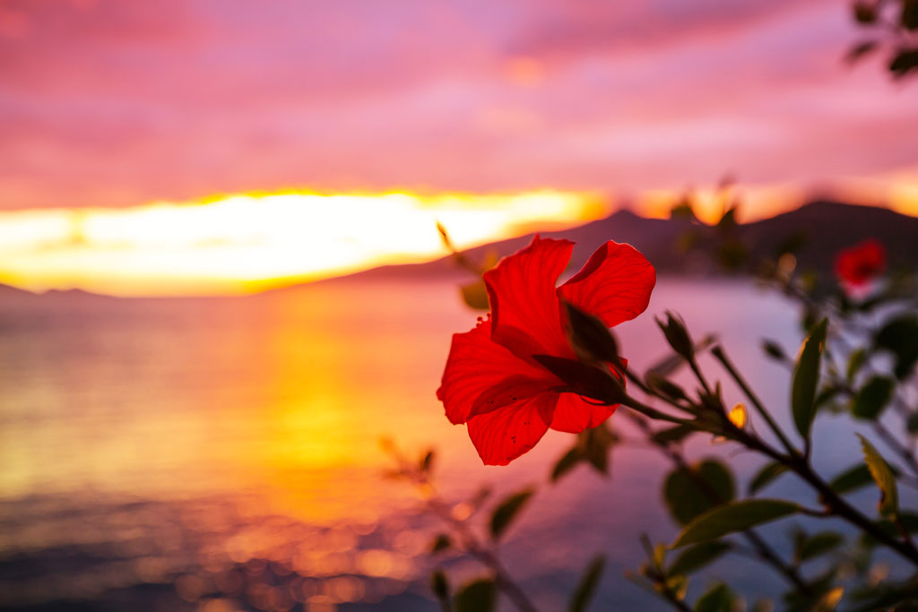 Red tropical flower with ocean and sunset in background.