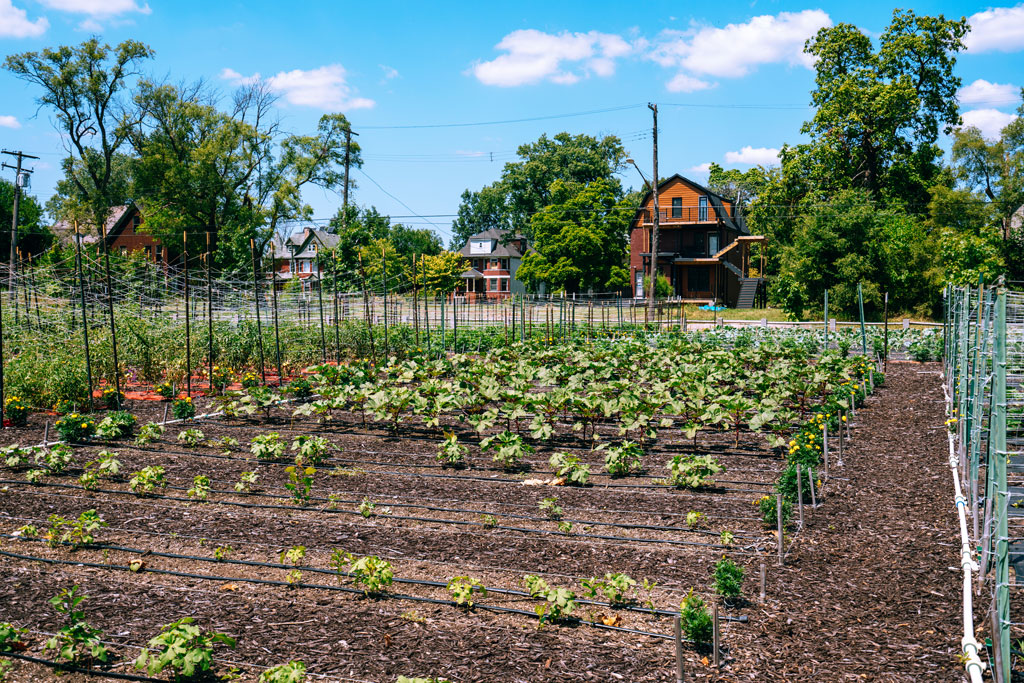 View of plants growing in beds in an urban garden plot in Detroit, Michigan