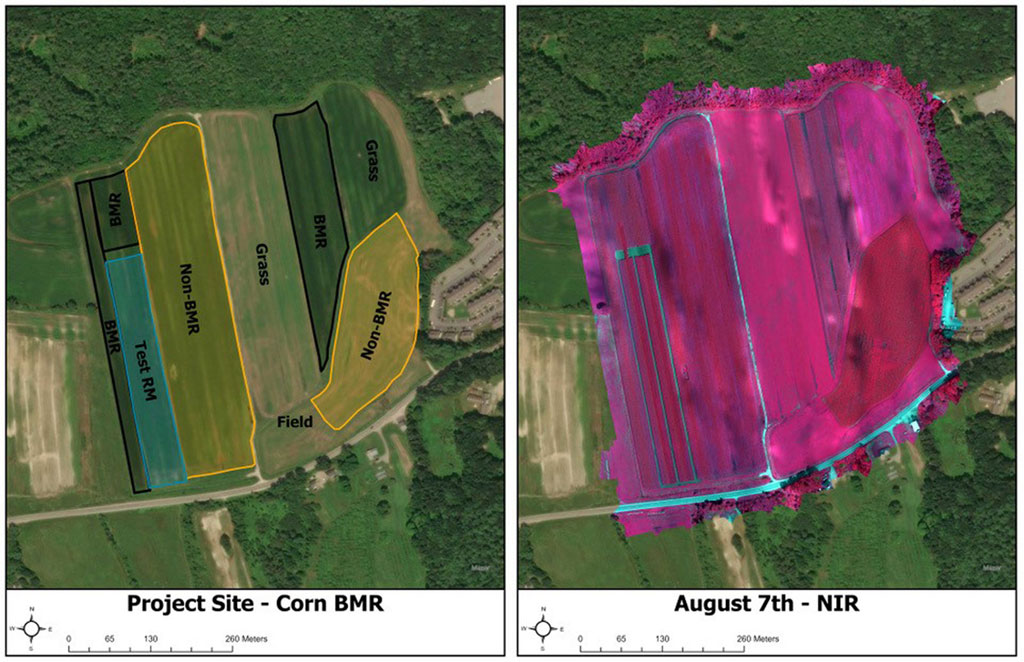 This graphic at left shows an image acquired by an Unpiloted Aerial System (UAS) that is part of an ongoing research study to evaluate the health of different varieties of corn planted on the University of New Hampshire farms. The BMR (Brown Mid Rim) corn produces more biomass for feeding cows, but is more susceptible to disease. The initial results of the study demonstrated our ability to identify BMR corn vs. other varieties. The image at right Coutesy Russell G. Congalton